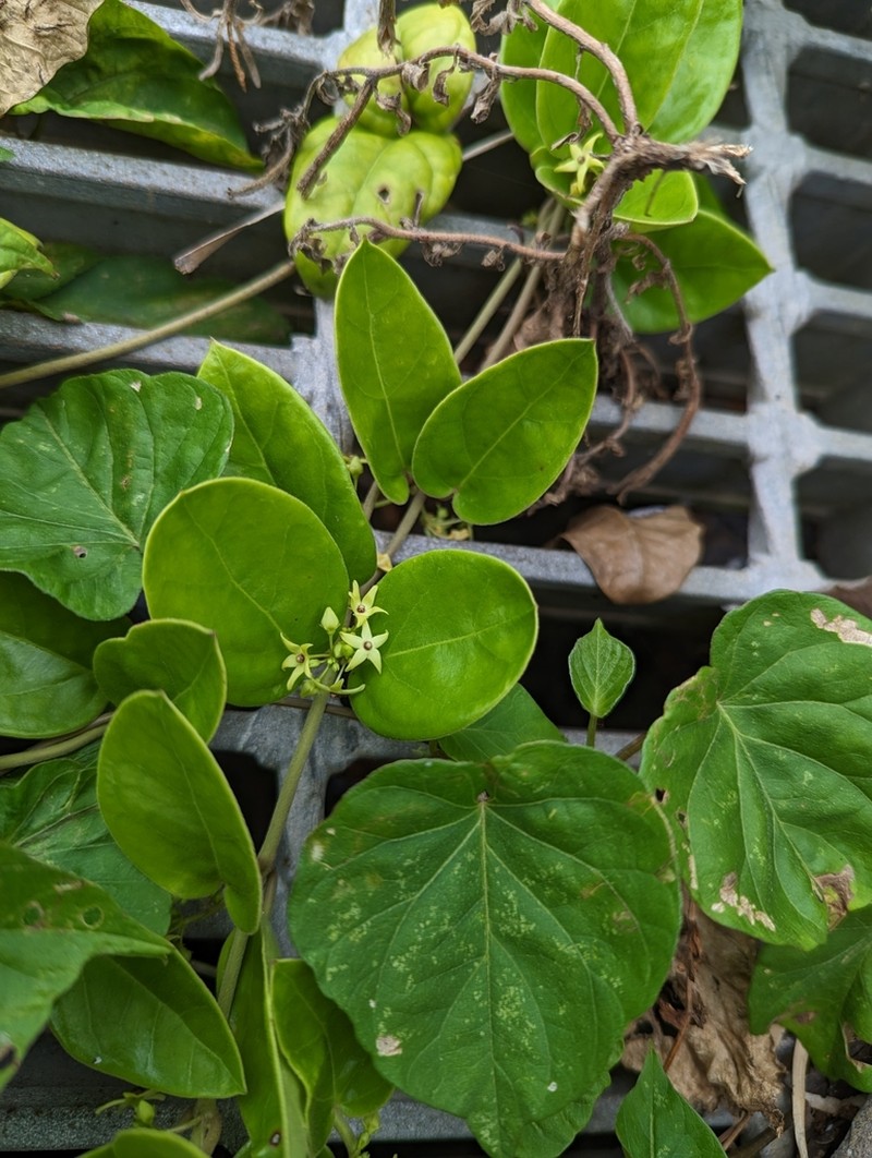 Vincetoxicum tanakae photo 4