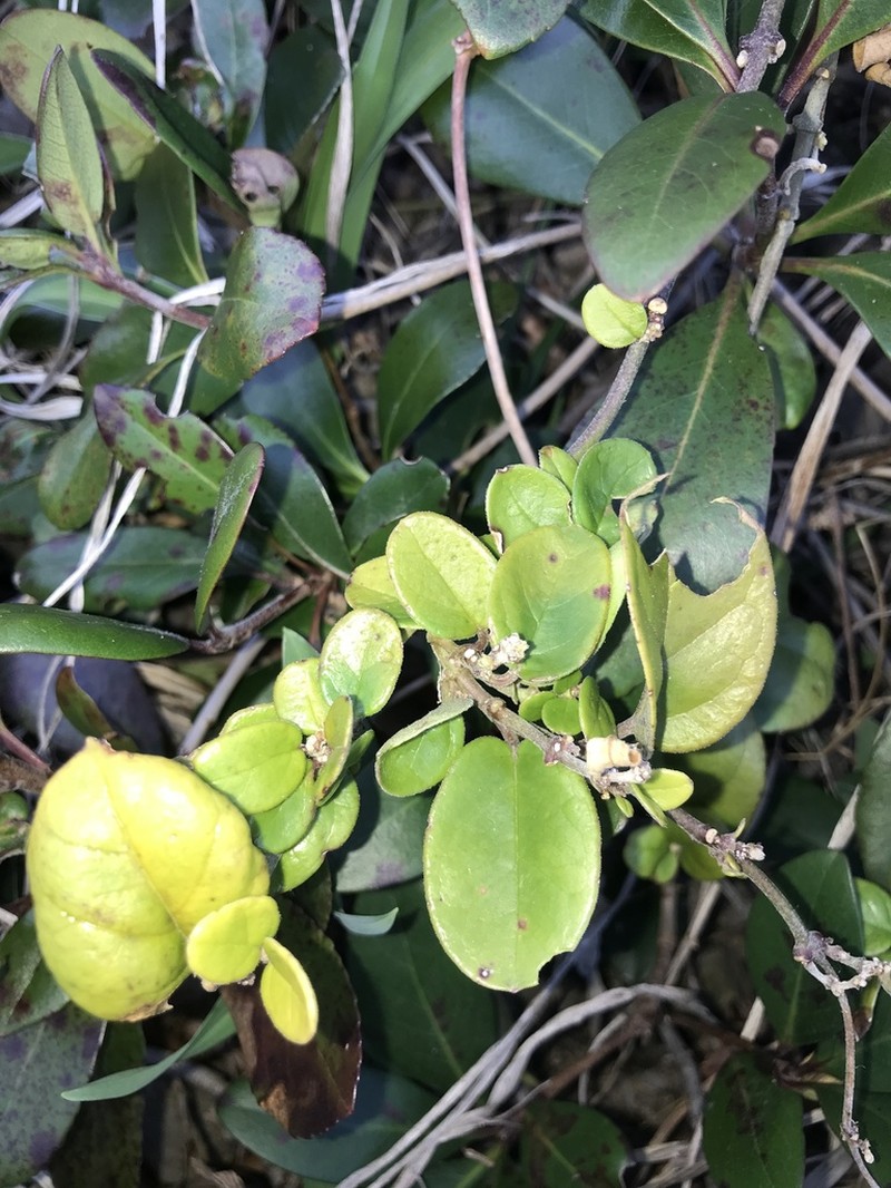 Vincetoxicum tanakae photo 5