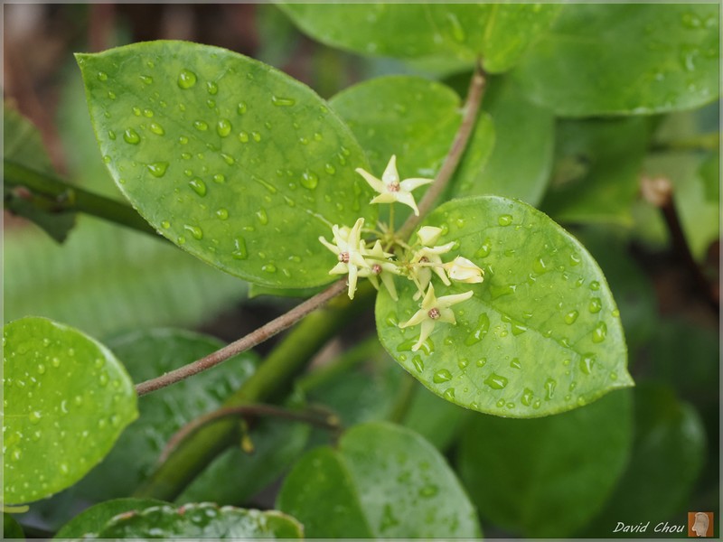 Vincetoxicum tanakae photo 6