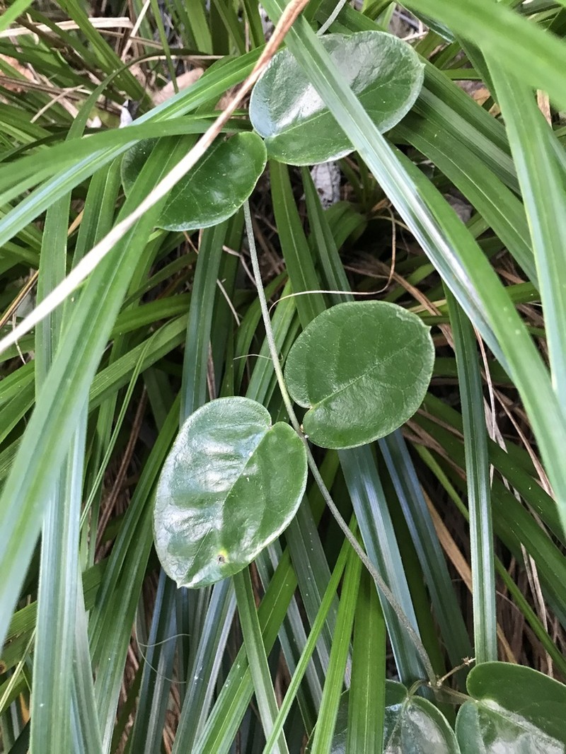 Vincetoxicum tanakae photo 7