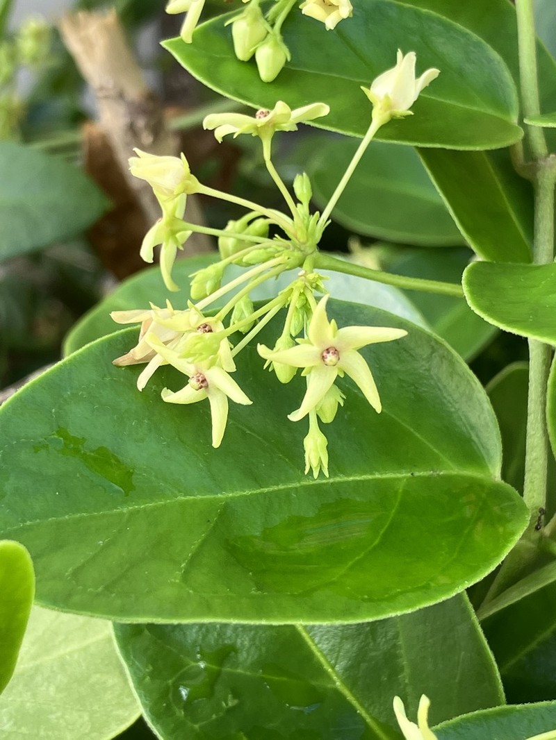 Vincetoxicum tanakae photo 8