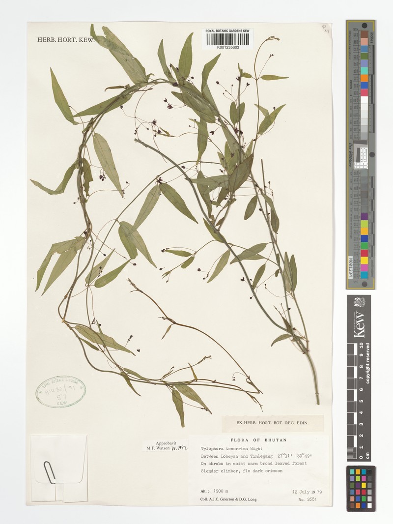 Vincetoxicum tenerrimum
