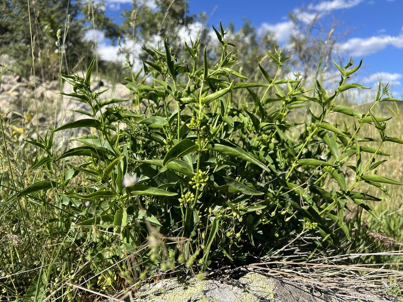 Vincetoxicum tmoleum photo 2