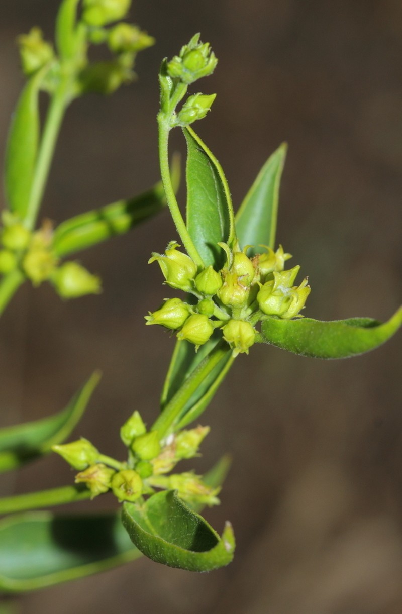 Vincetoxicum tmoleum photo 3