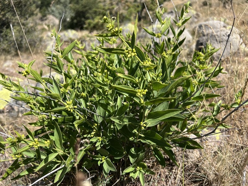 Vincetoxicum tmoleum photo 4