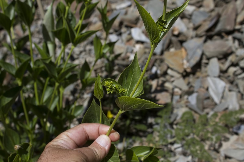 Vincetoxicum tmoleum photo 5