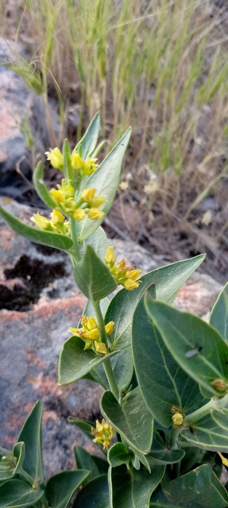 Vincetoxicum tmoleum photo 7