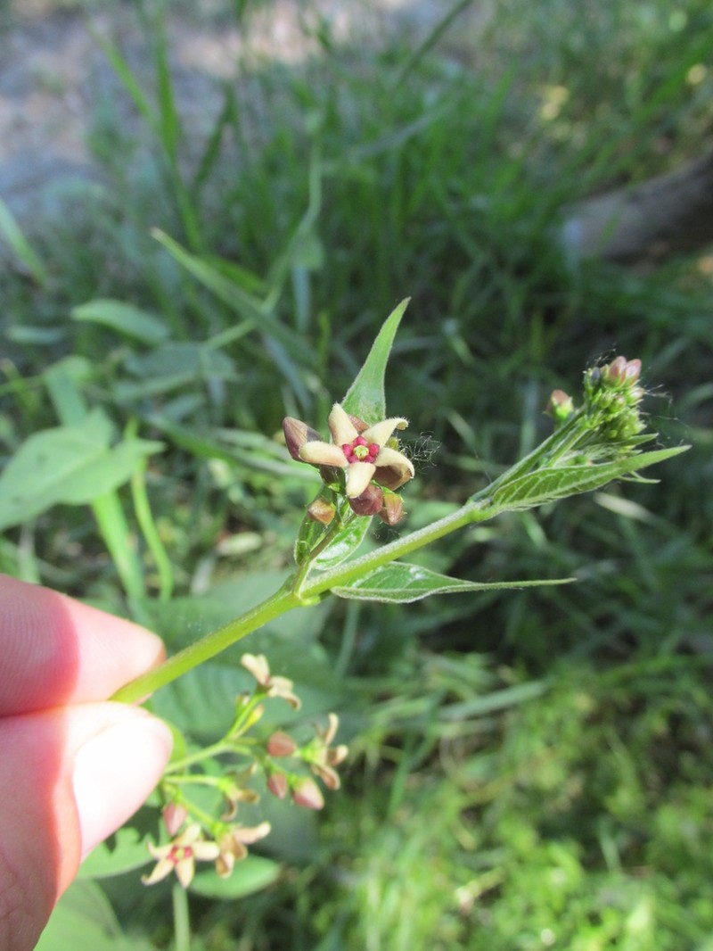 Vincetoxicum ucrainicum