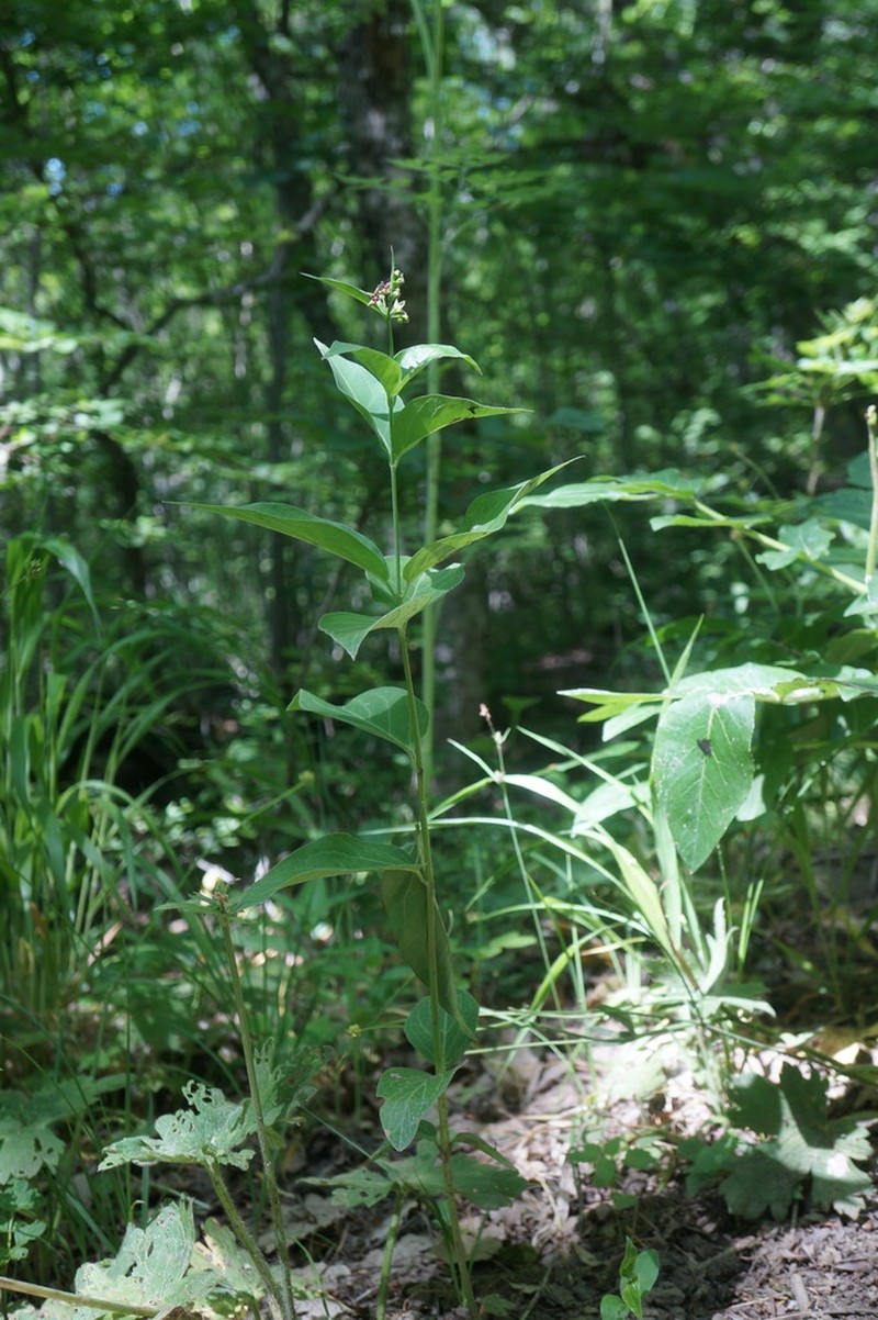 Vincetoxicum ucrainicum photo 2
