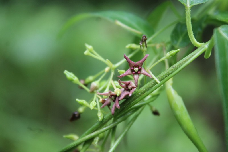 Vincetoxicum ucrainicum photo 3