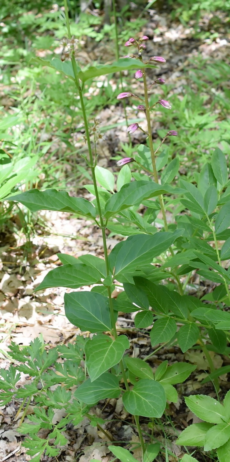 Vincetoxicum ucrainicum photo 4