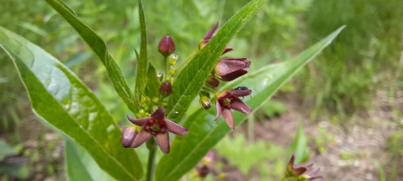Vincetoxicum ucrainicum photo 5