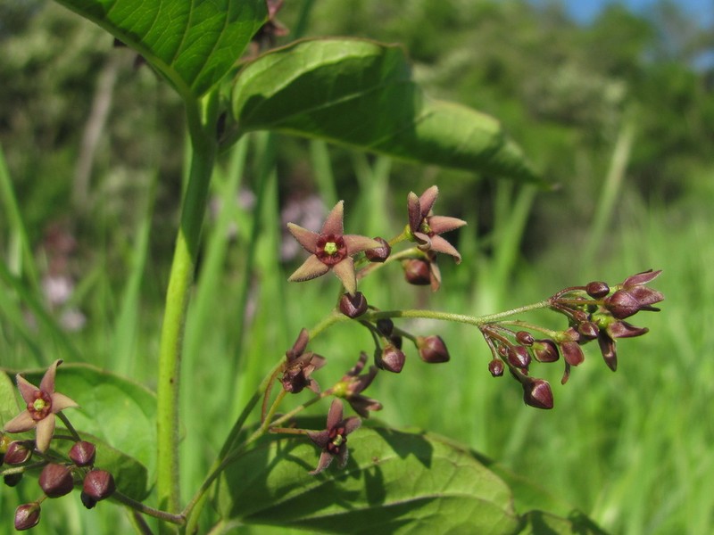 Vincetoxicum ucrainicum photo 6