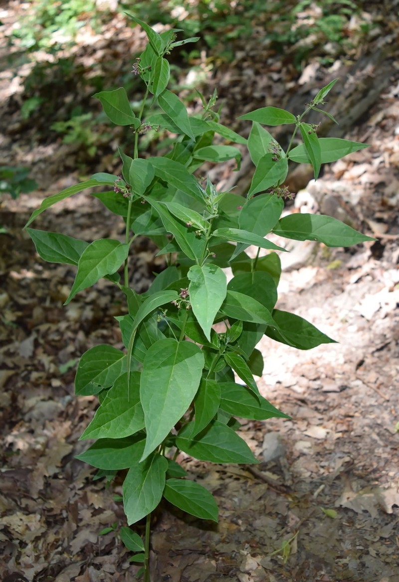 Vincetoxicum ucrainicum photo 7