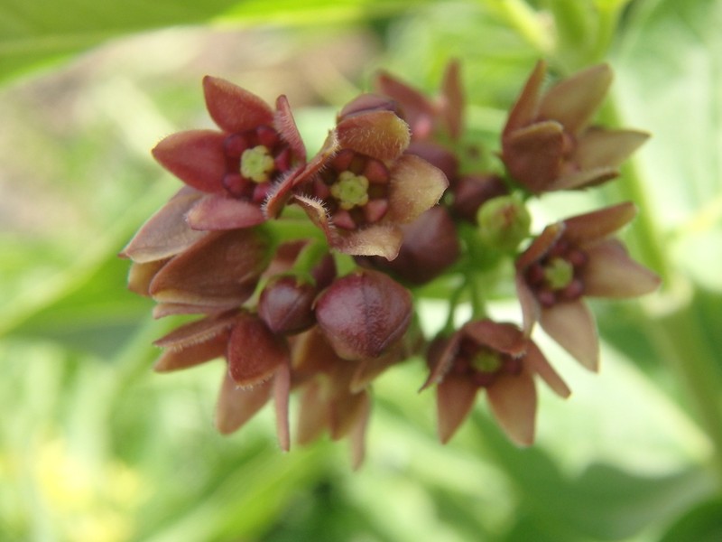 Vincetoxicum ucrainicum photo 8