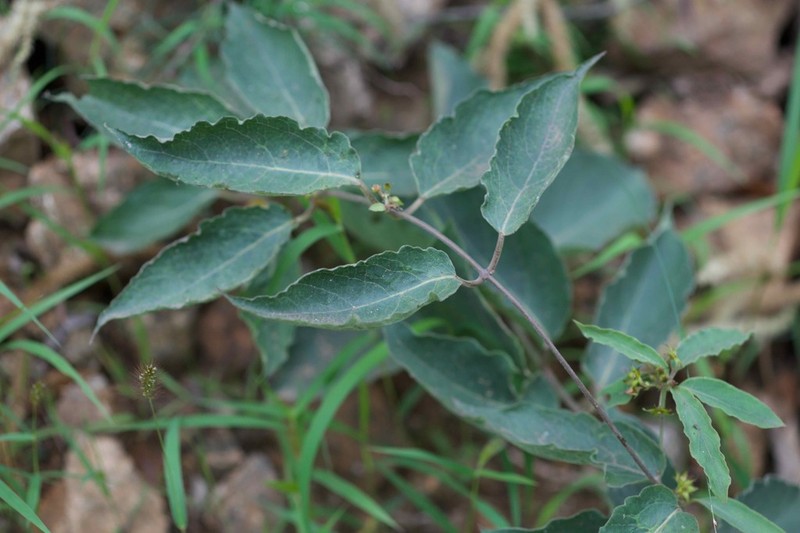 Vincetoxicum versicolor