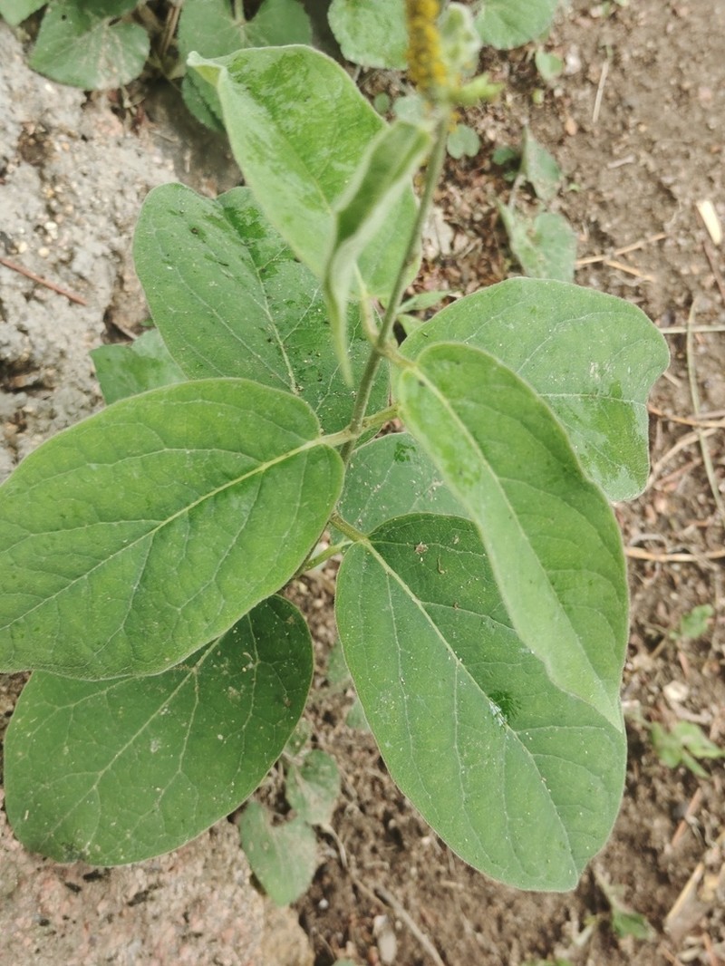 Vincetoxicum versicolor photo 3