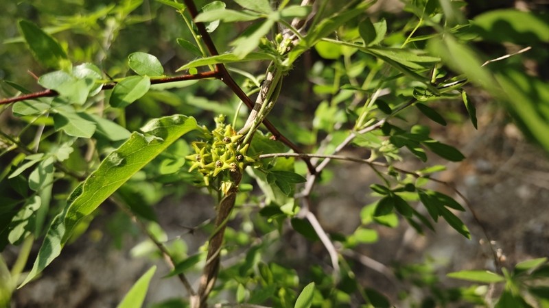 Vincetoxicum versicolor photo 4