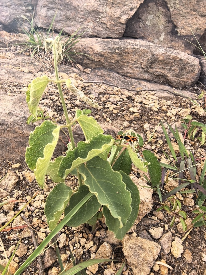 Vincetoxicum versicolor photo 5