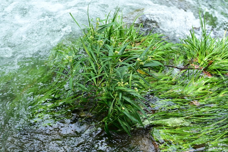 Vincetoxicum verticillatum