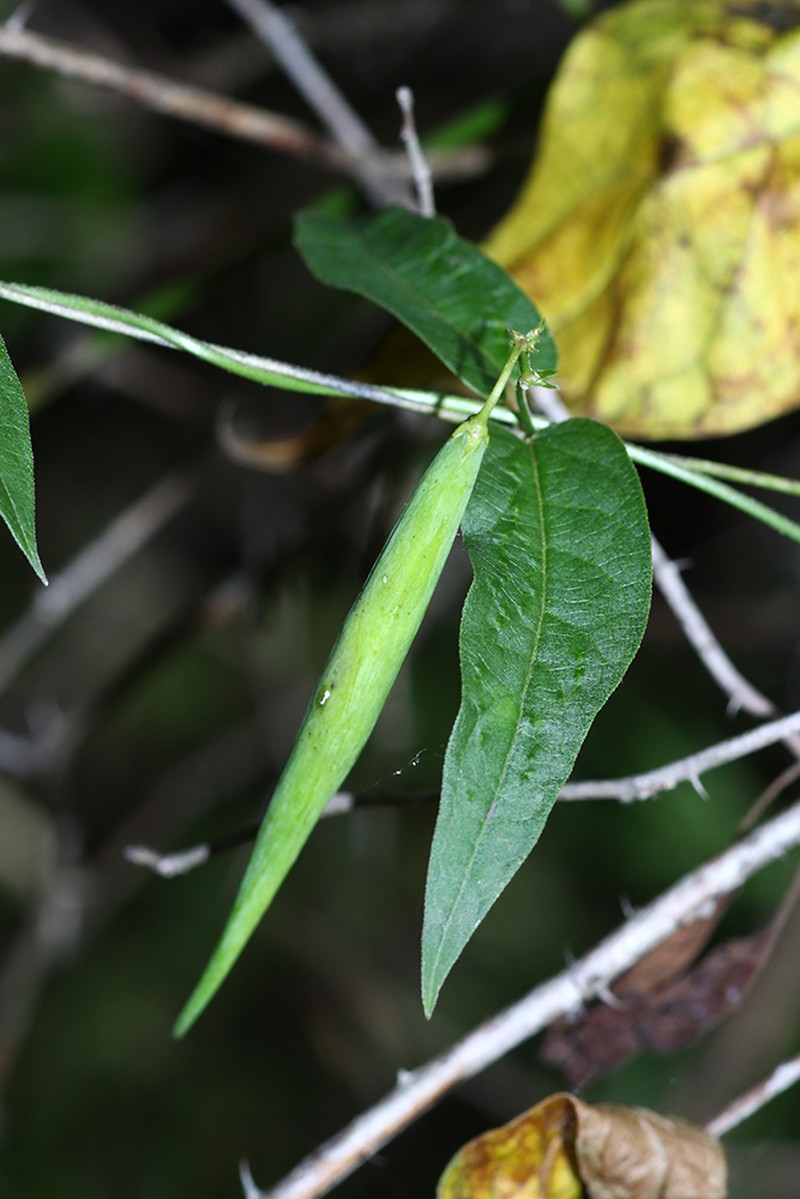 Vincetoxicum volubile