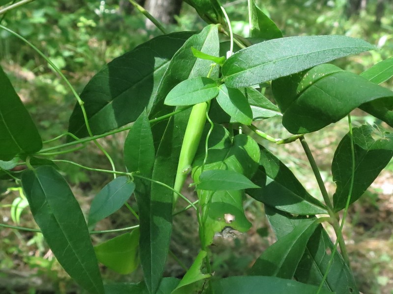 Vincetoxicum volubile photo 2