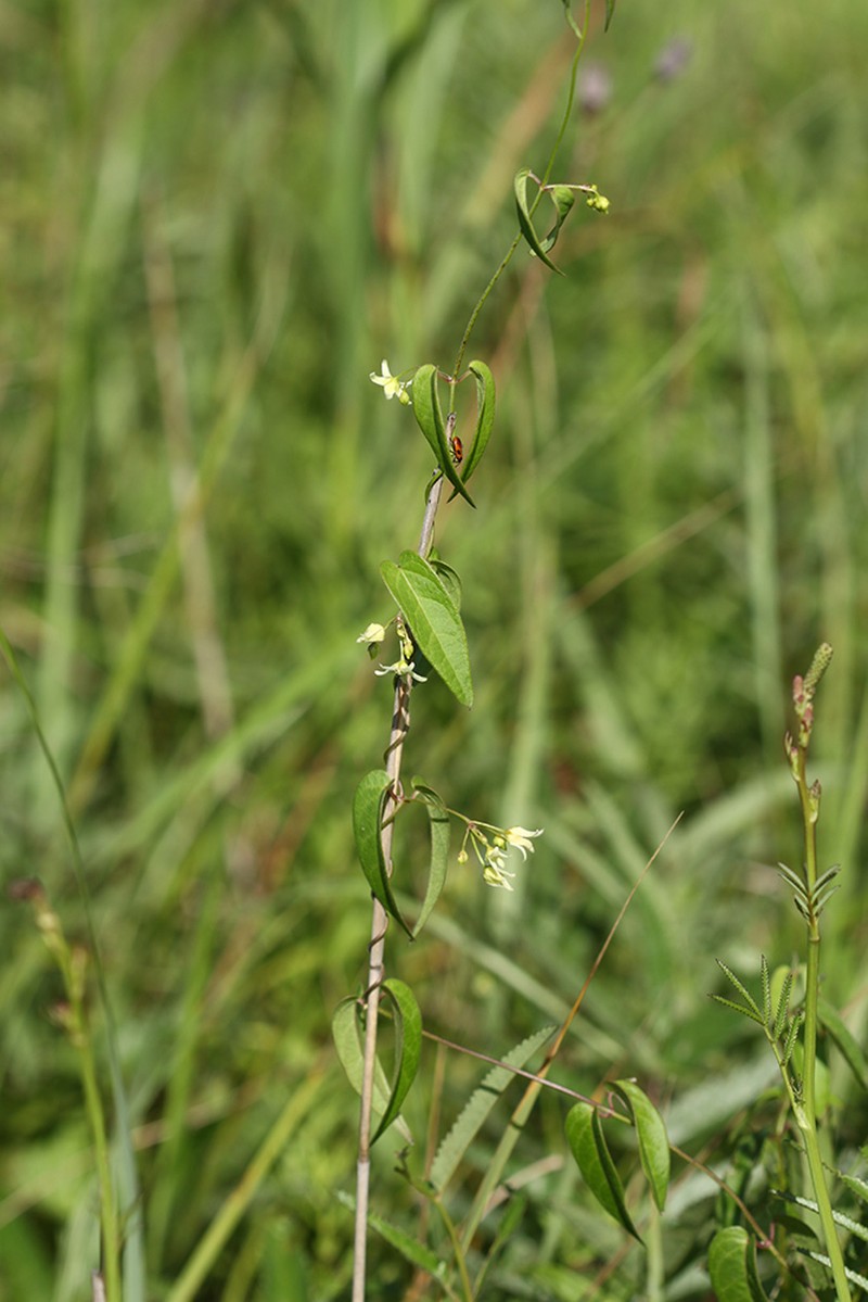 Vincetoxicum volubile photo 3