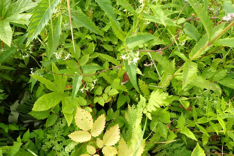 Vincetoxicum volubile photo 4