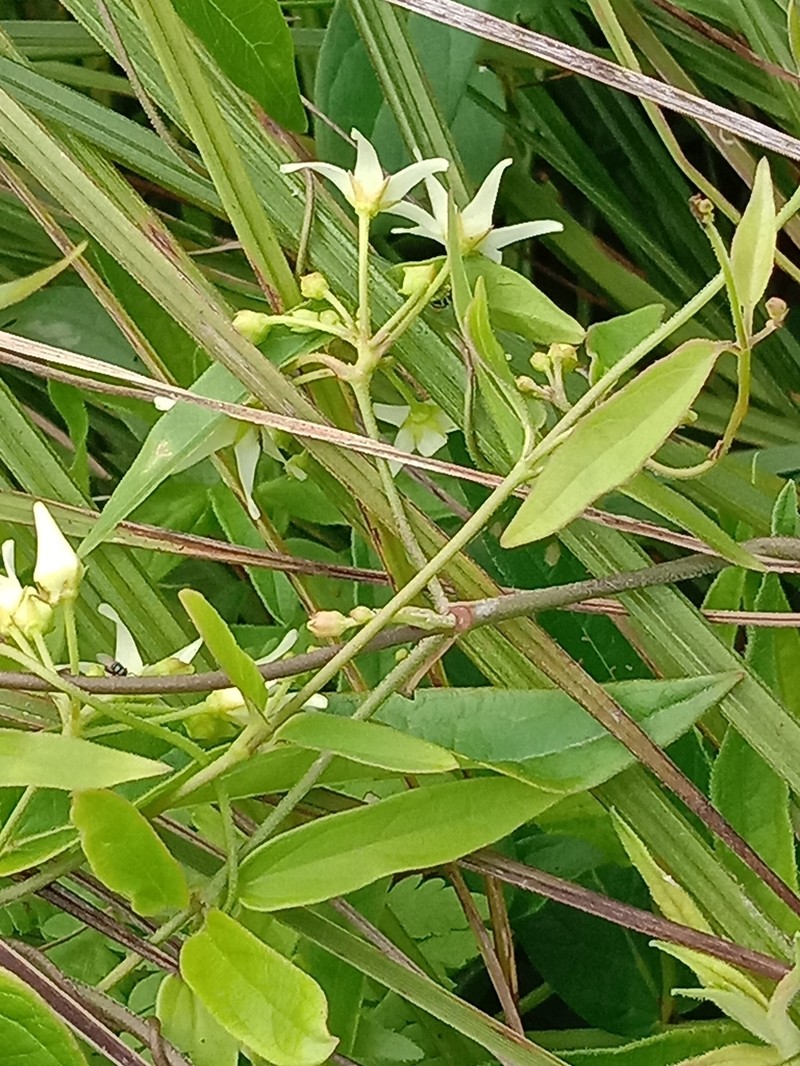Vincetoxicum volubile photo 5