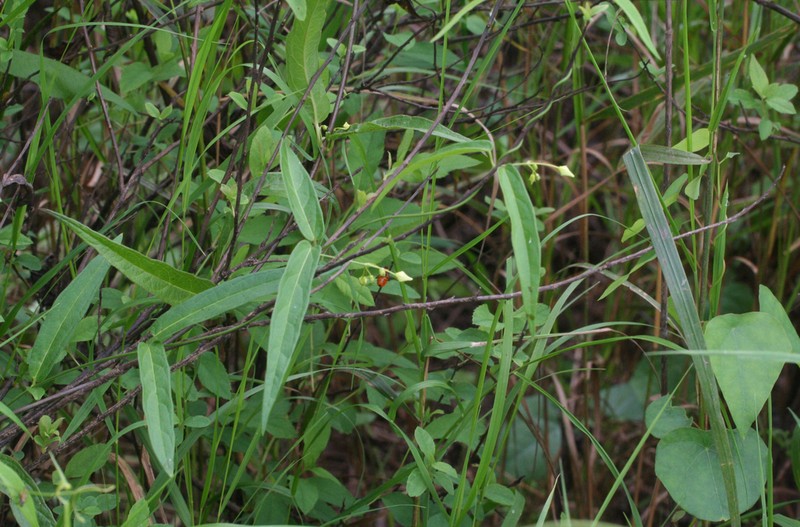 Vincetoxicum volubile photo 6