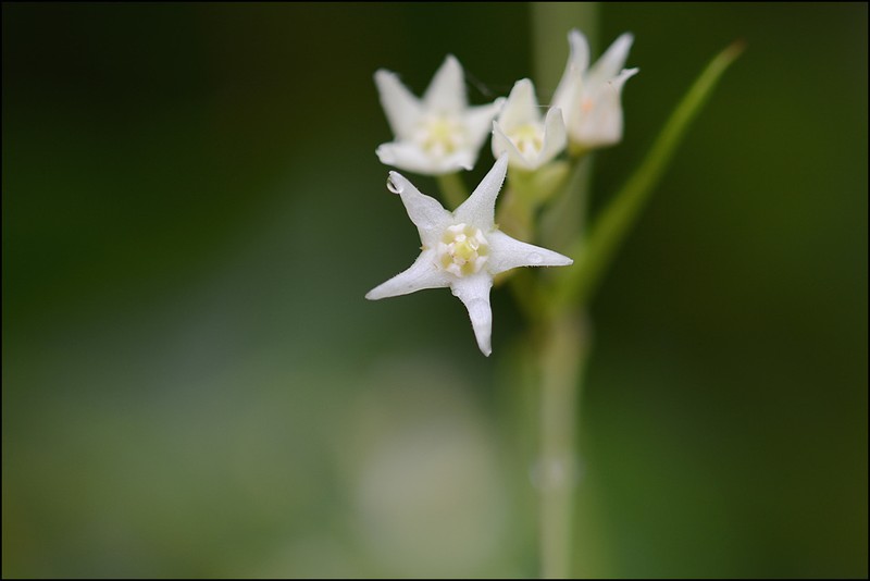 Vincetoxicum volubile photo 7