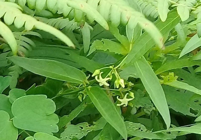 Vincetoxicum volubile photo 8