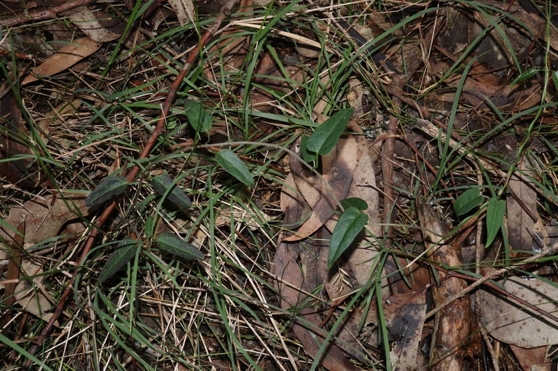 Vincetoxicum woollsii photo 2