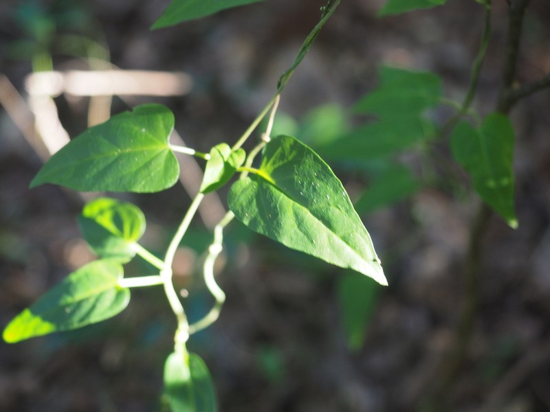 Vincetoxicum woollsii photo 3