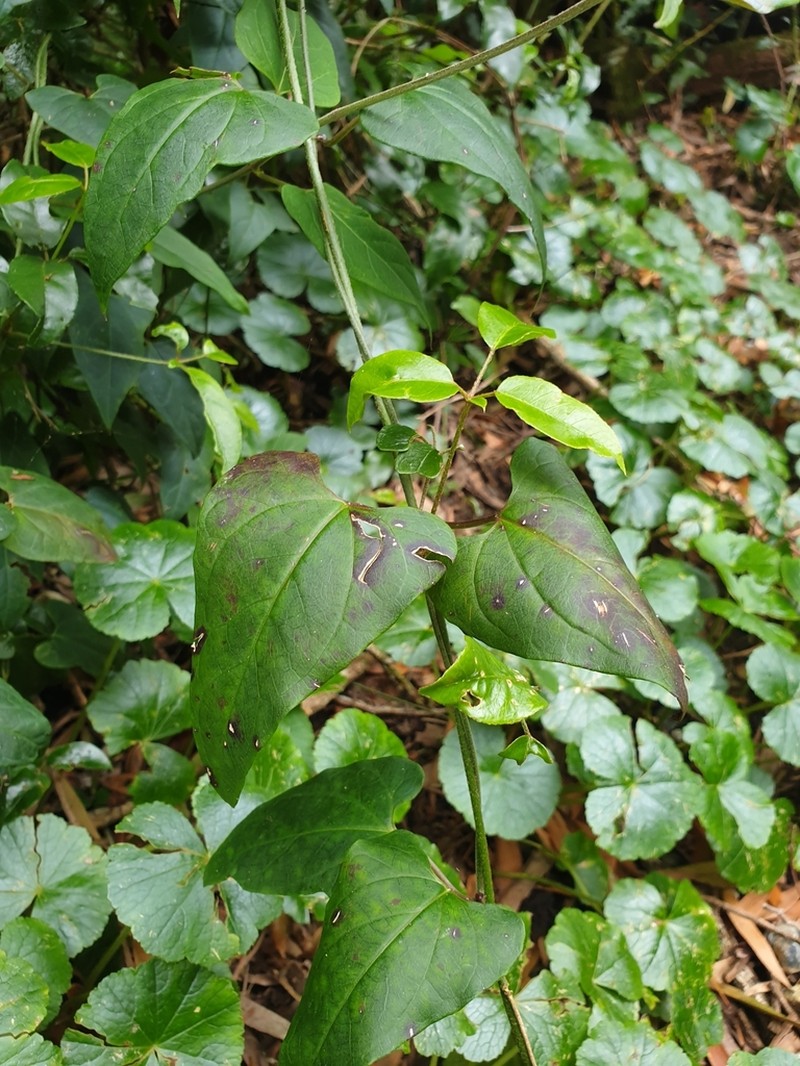 Vincetoxicum woollsii photo 4
