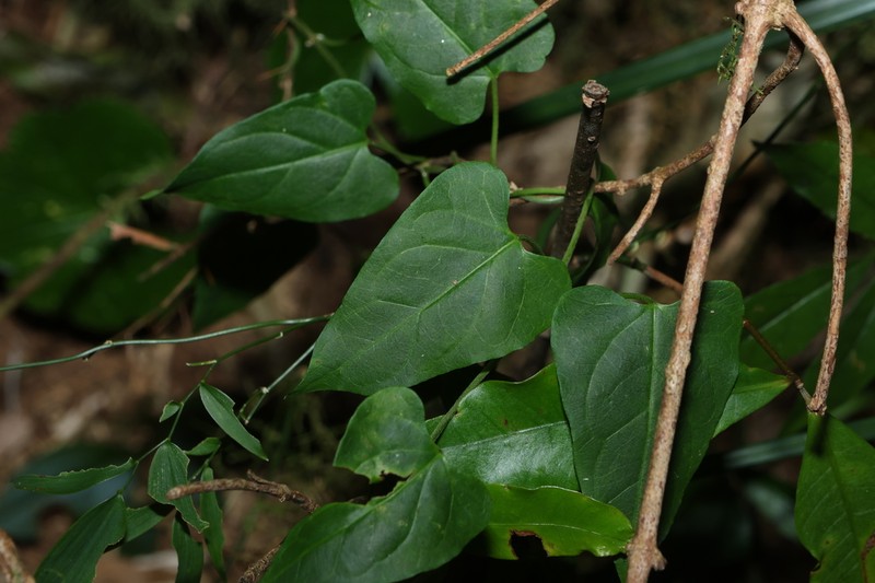 Vincetoxicum woollsii photo 5