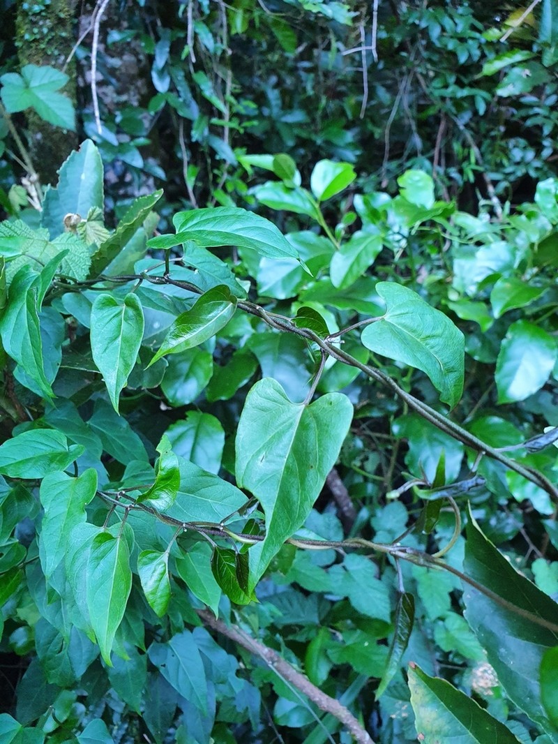 Vincetoxicum woollsii photo 6