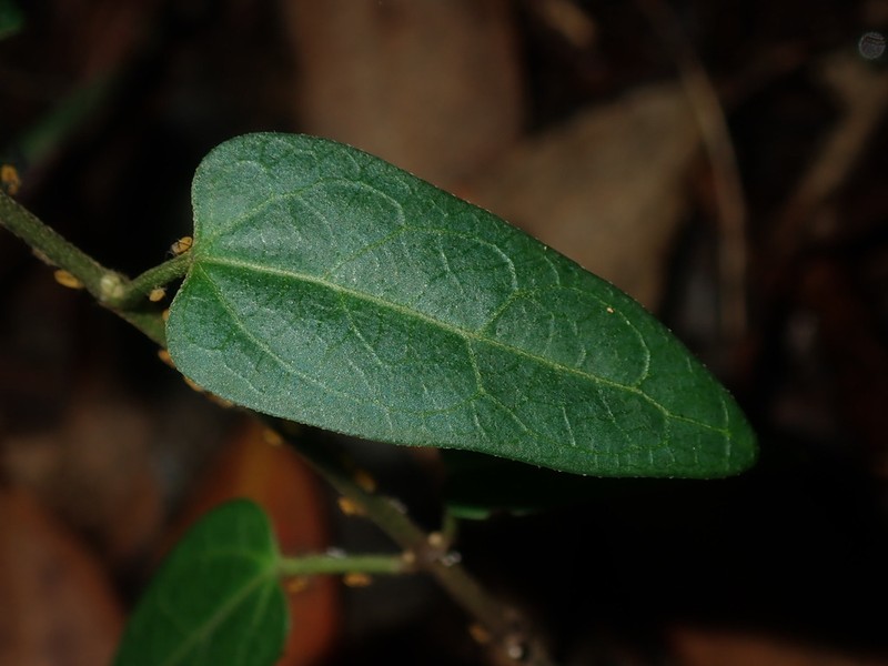 Vincetoxicum woollsii photo 7