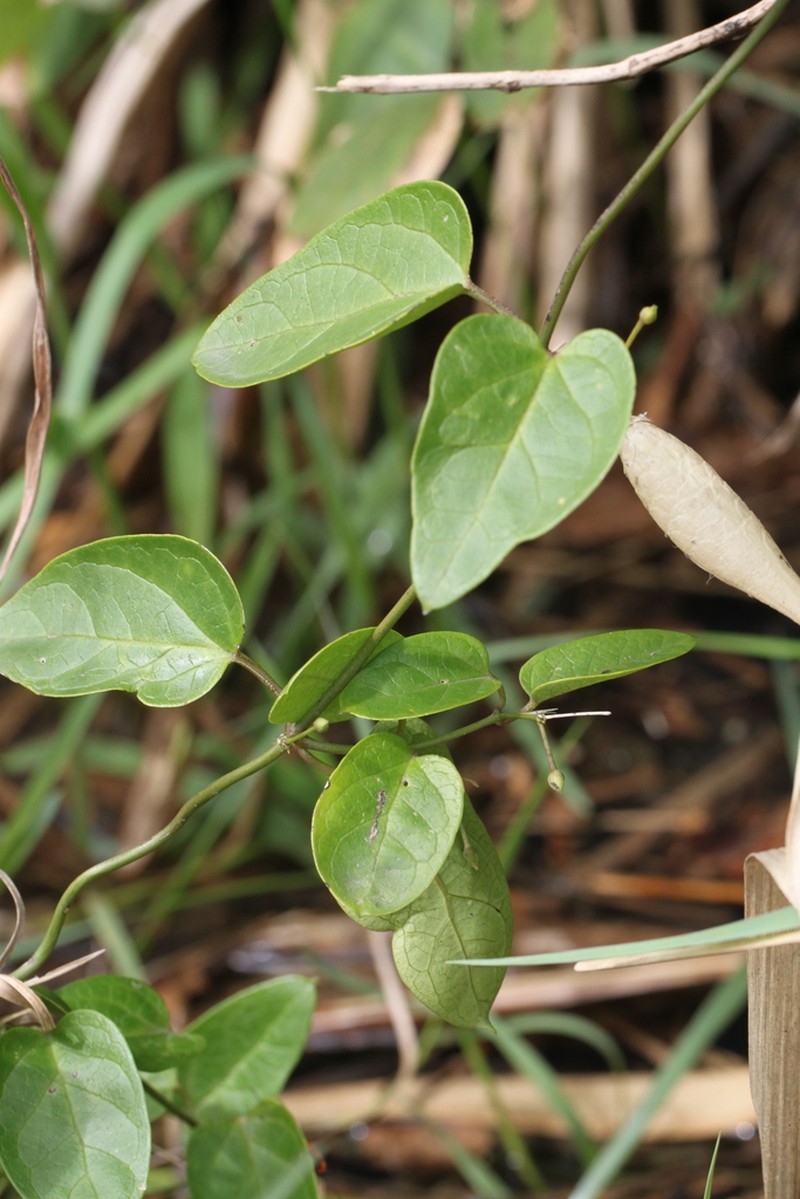 Vincetoxicum yonakuniense photo 2
