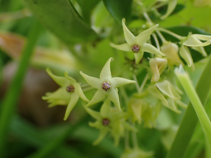 Vincetoxicum yonakuniense