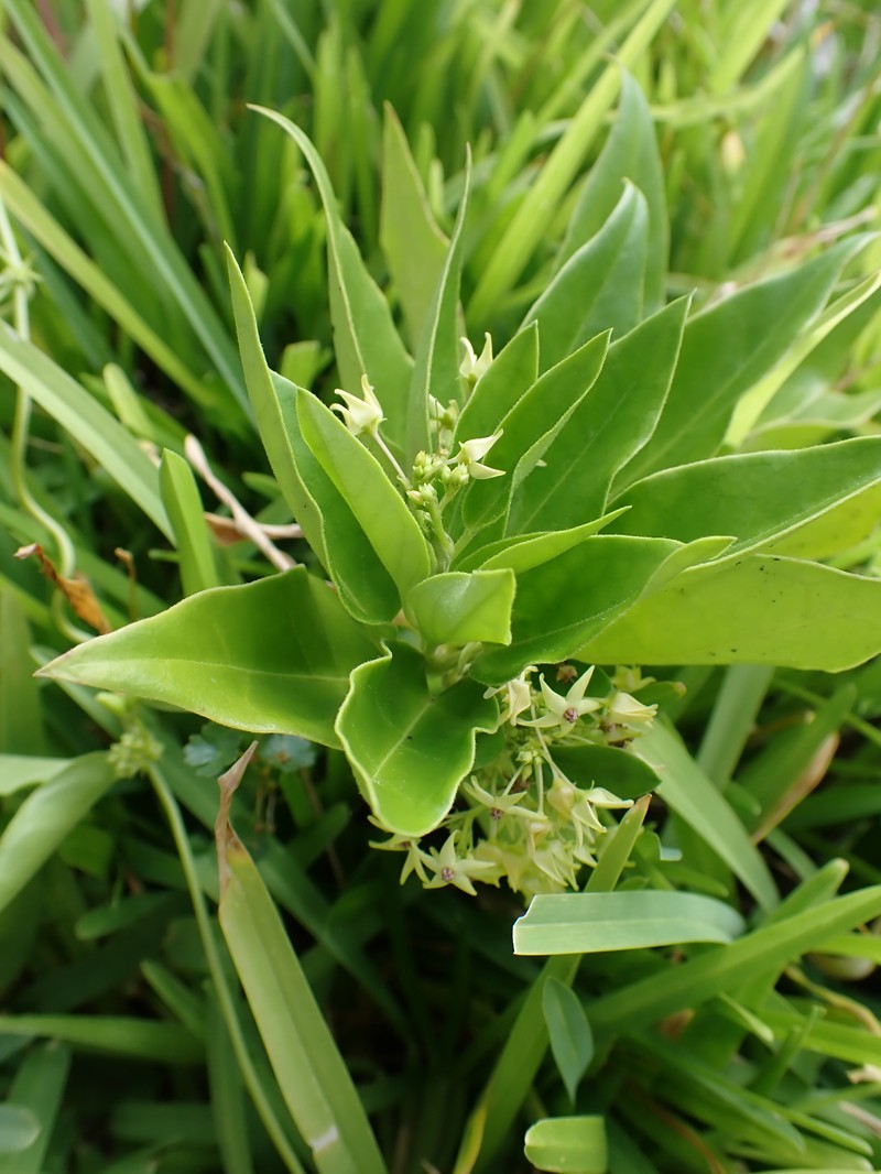 Vincetoxicum yonakuniense photo 3