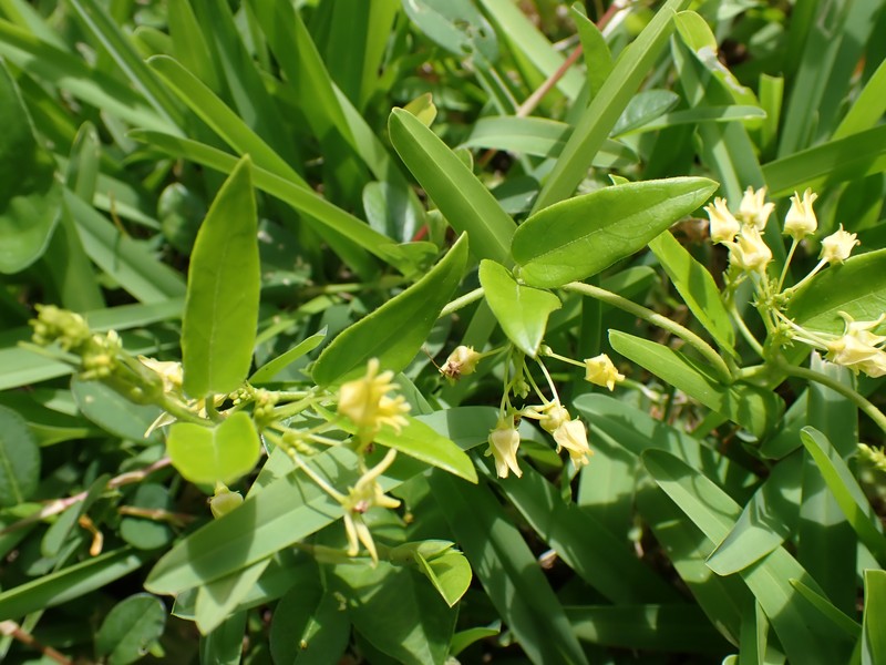 Vincetoxicum yonakuniense photo 4