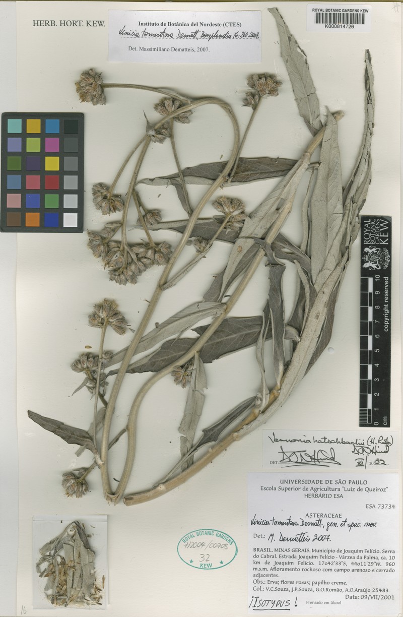 Vinicia tomentosa