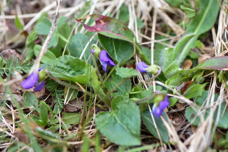 Viola × aberrans