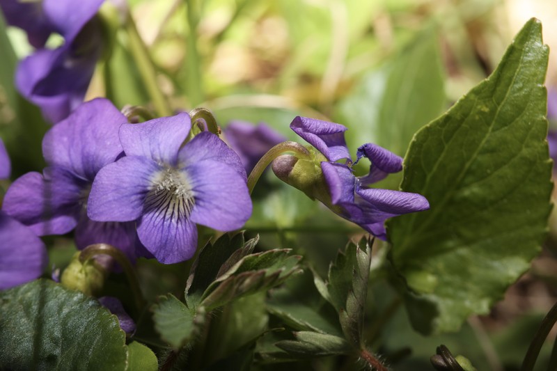 Viola × aberrans photo 2