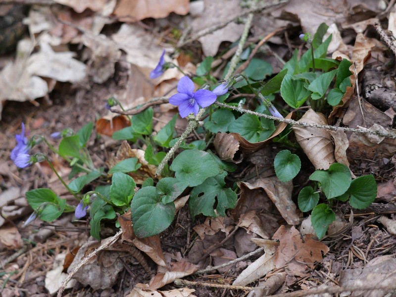 Viola × bavarica