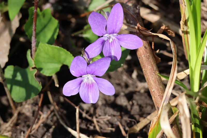 Viola × bavarica photo 2