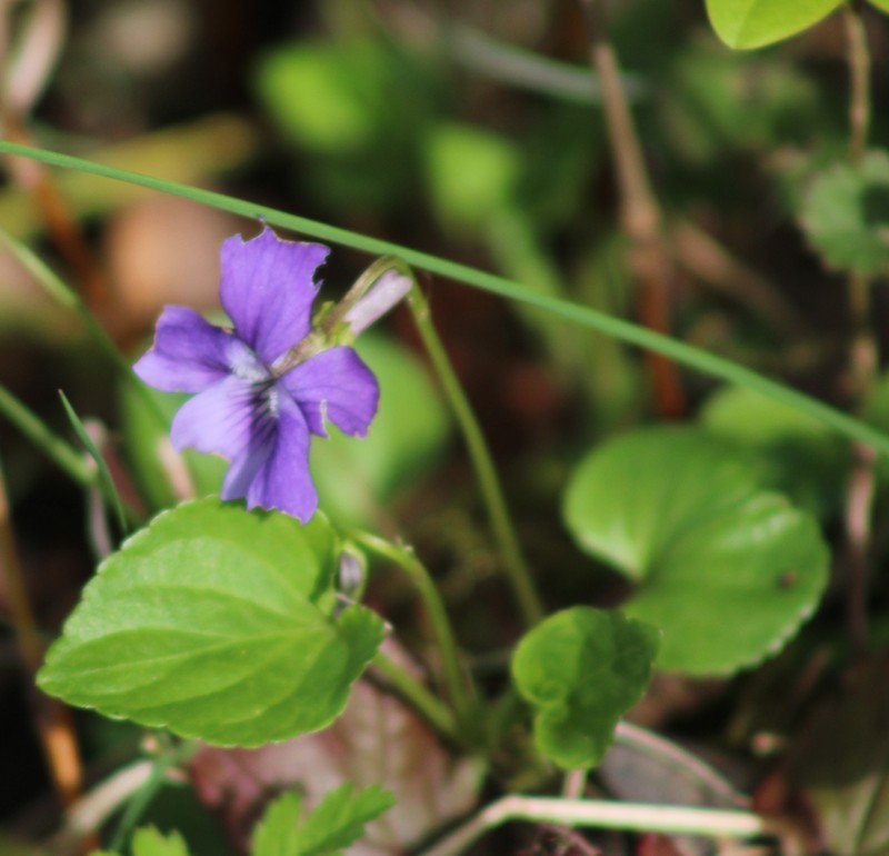 Viola × bavarica photo 3