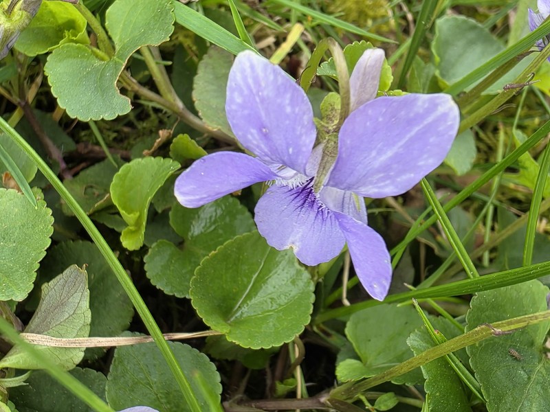 Viola × bavarica photo 4