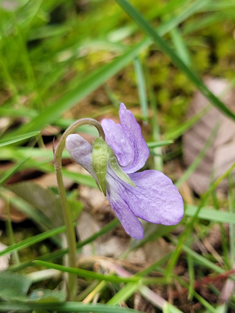 Viola × bavarica photo 5
